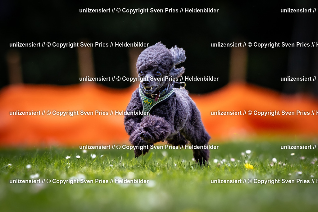 Sven Pries | 2026-05-14 - Hunderennen KA Durlach Vatertag 2026 - Realisiert mit Pictrs.com