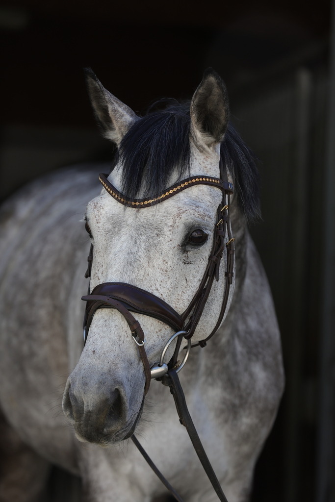0P6A8968 | Willkommen bei Brunnmayr - Design & Fotografie – Ihrem Spezialisten für Reitturniere und Pferdeveranstaltungen in Oberösterreich, Salzburg und Bayern! Seit über 17 Jahren sind wir leidenschaftlich dabei.