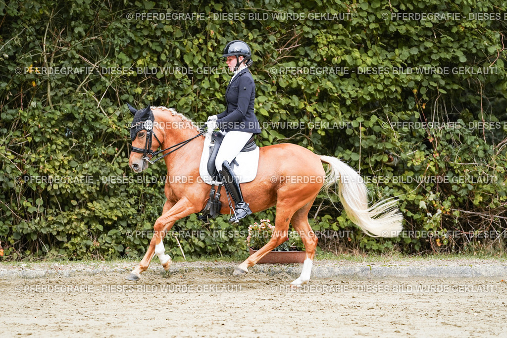 DSC04163 | Pferdegrafie