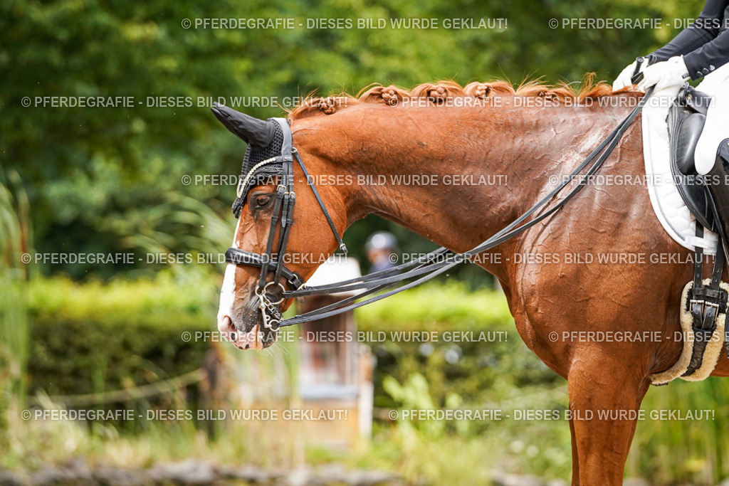 DSC05834 | Pferdegrafie