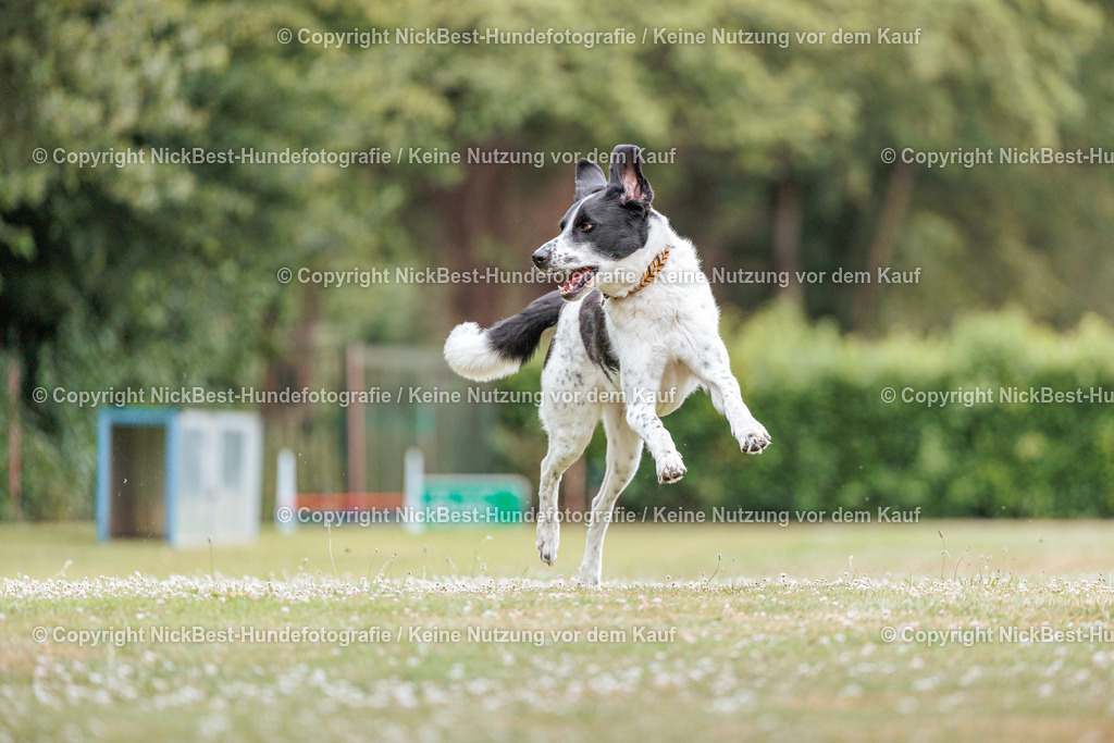 THS-Quakenbrück-2026-Nickbest-Hundefotografie-4520 | Dein Hund! Dein Moment! Deine Erinnerungen! Hundefotografie in Bremen Blumenthal. Ich fange die besonderen Momente deines Vierbeiners ein – ob Indoor mit Blitzanlage oder in der freien Natur. Sicher dir dein Moment und dein Termin für eure Erinnerungen.