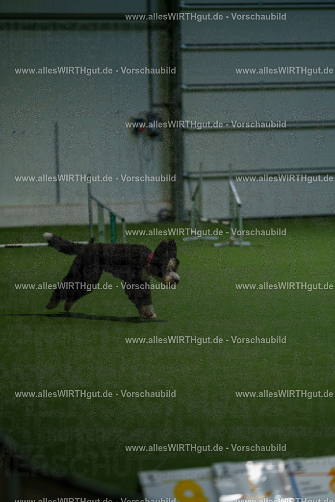 7R508102 | Professionelle Tierfotografie in Mönchengladbach von Daniel Wirth (allesWIRTHgut). Liebevolle & natürliche Bilder von Hunden & Katzen für unvergessliche Erinnerungen.