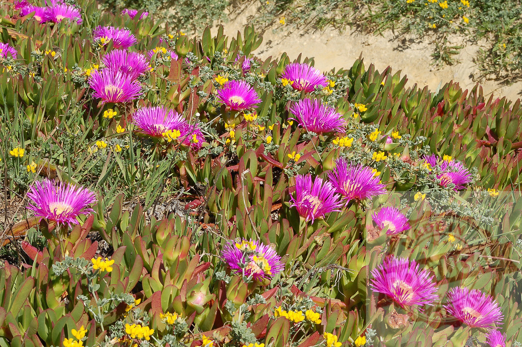 Pink ice plant carpet flowing on coastal dunes | Ice plant succulent flowers blooming covering a coastal area during spring - Realized with Pictrs.com