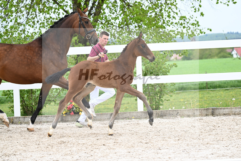 Kat-Nr. 38 HF Viva Vitalis x Benicio_Pointinger_23260648 | hf-fotografie - Realisiert mit Pictrs.com