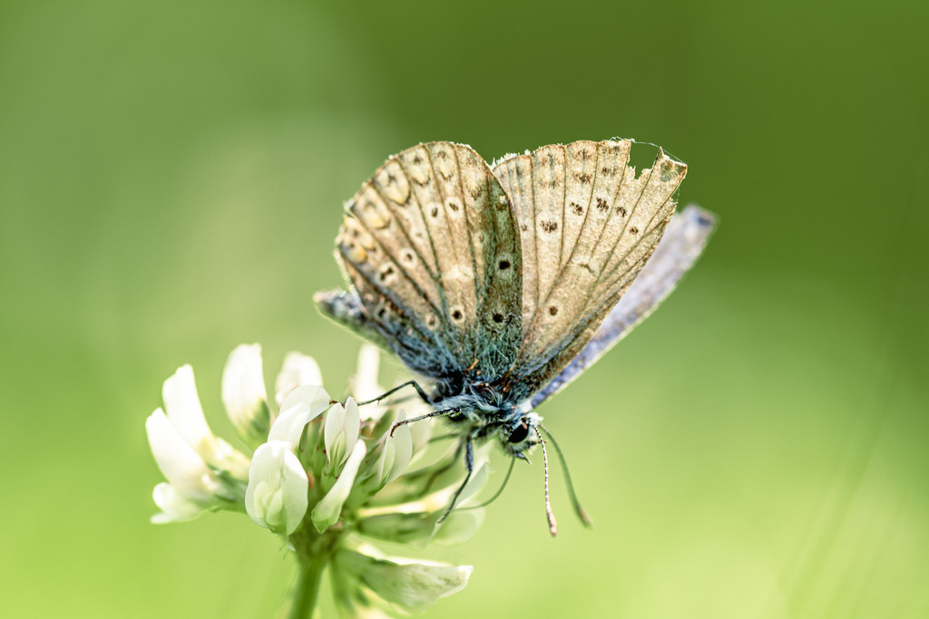 Bläuling am Klee | walter-wagner-fotografie