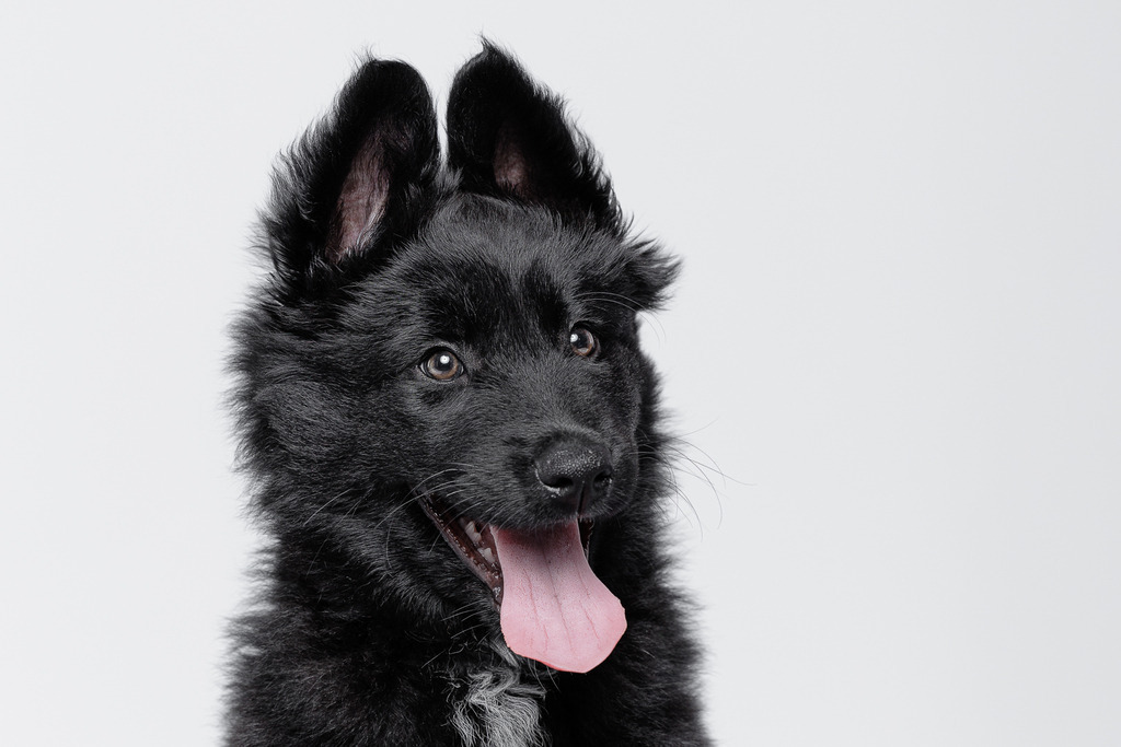 Welpen Hundeshooting | Welpen Fotografie und Hundeshooting, Bremen Blumenthal und um zu.