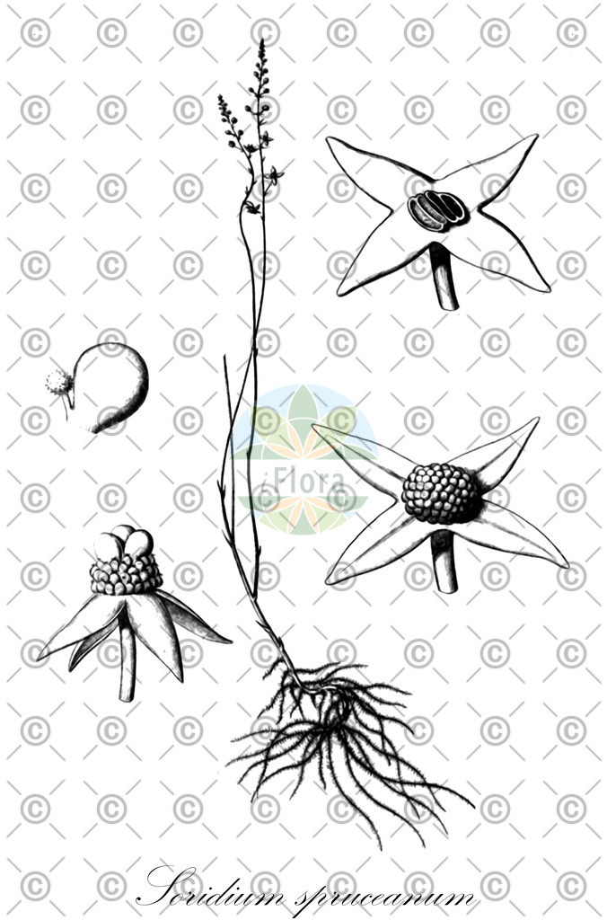 HistAbb_wfo-0001049423_1_ENZY_Simple | Historische Abbildung von Soridium spruceanum - Triuridaceae | Historical Illustration of Soridium spruceanum - Triuridaceae
