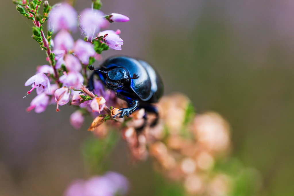 2025_09_07_LUENBURGER HEIDE_MCP2052 | Hochwertig gedruckte Fotografien für die Wand, als Kalender und zum Verschenken. Hamburg & Norddeutschland und überall wo ich mit der Kamera unterwegs war.
