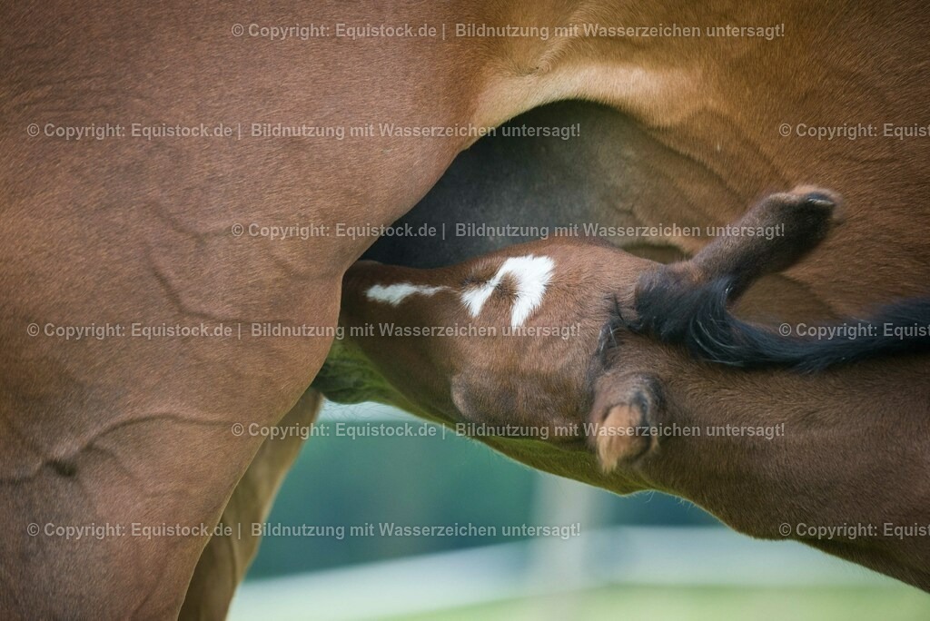 20150529_Fohlen_0026 | equistock