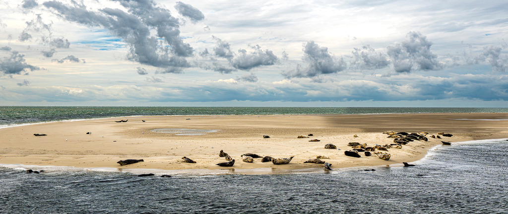 Seehunde und Kegelrobben auf einer Sandbank vor Texel im Wattenmeer | Auf einer isolierten Sandbank im Wattenmeer nahe der westfriesischen Insel Texel ruht eine Kolonie von Seehunden und Kegelrobben. Die Naturaufnahme zeigt die Meeressäuger in ihrem natürlichen Lebensraum vor weitläufiger Meereskulisse unter einem ausdrucksstarken, wolkigen Himmel. Das Motiv eignet sich ideal für redaktionelle Berichte über Artenschutz, Tierwelt an der Nordsee, Nationalpark Wattenmeer und Ausflugstourismus. - Realisiert mit Pictrs.com
