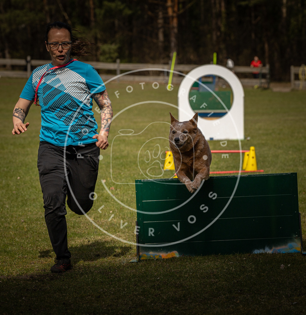 Pfotenfotografie_DV3A5872 | Hundefotografie, Tierfotograf, Pfotenfotografie, Fotoshooting Hund, Hunde Portrait, Hundesport, Hundeportraits, Heideshooting, Hunde, Sportfotograf, Hundefotograf, Turnierhundsport, THS,  - Realisiert mit Pictrs.com