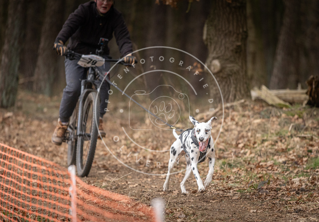 Pfotenfotografie_DV3A1938 | Hundefotografie, Tierfotograf, Pfotenfotografie, Fotoshooting Hund, Hunde Portrait, Hundesport, Hundeportraits, Heideshooting, Hunde, Sportfotograf, Hundefotograf, Turnierhundsport, THS,  - Realisiert mit Pictrs.com