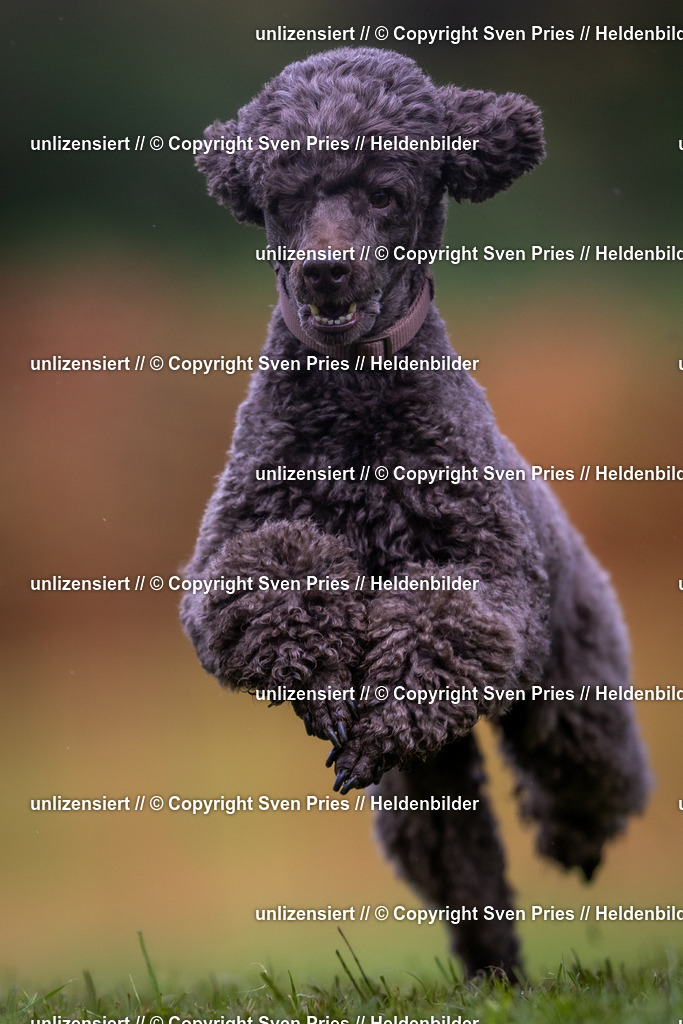 Sven Pries | 2024-04-21 - Hunderennen Baden-Oos
Foto: Sven Pries - Realisiert mit Pictrs.com