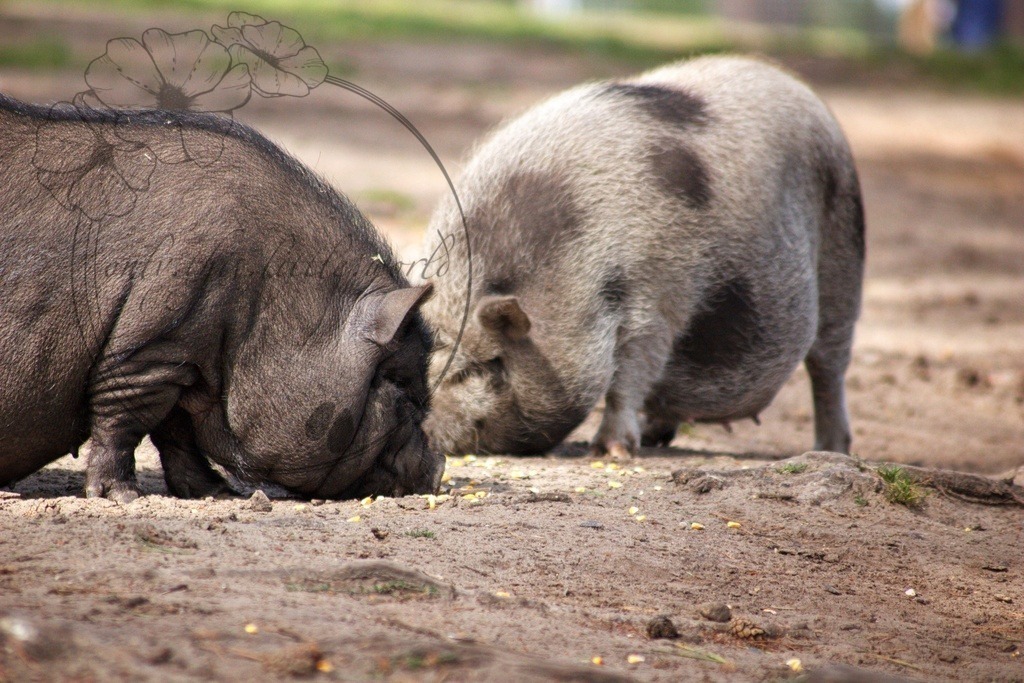 Vietnamesische Hängebauchschweine  | Schwarz und Schwarz-weiß gescheckt - Realisiert mit Pictrs.com