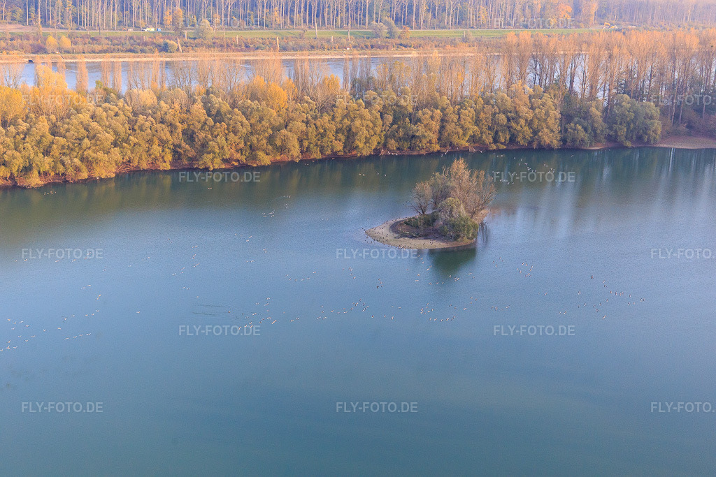 Luftbild: Inselchen im Altrhein in Leimersheim im Bundesland Rheinland-Pfalz in Deutschland. Foto: IMG_104478.jpg vom 03.11.2017 durch Werner Riehm/FLY-FOTO.de