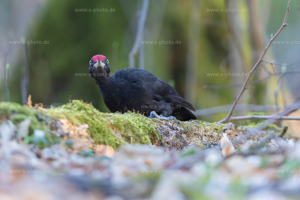 Der Schwarzspecht | "Hey, was guckst du!?" - Realisiert mit Pictrs.com