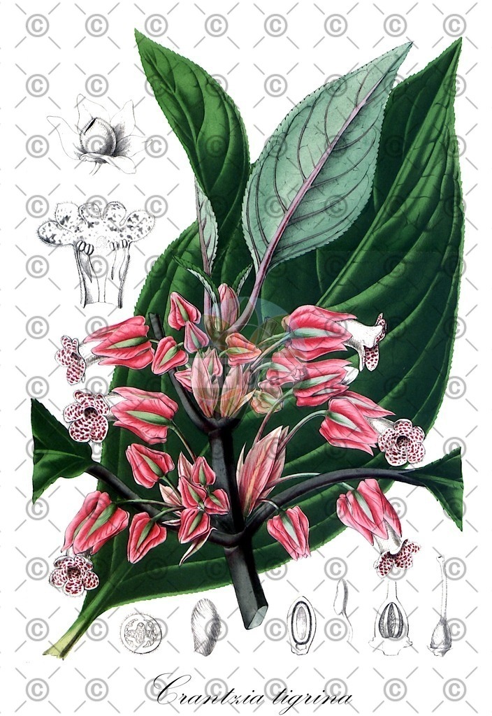 HistAbb_wfo-0000096095_1_ENZY_Simple | Historische Abbildung von Crantzia tigrina - Gesneriaceae | Historical Illustration of Crantzia tigrina - Gesneriaceae