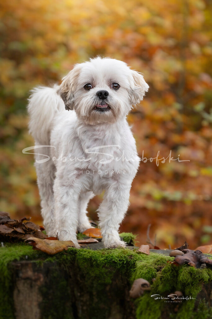 Bailey - Malteser | People- und Tierfotografie, Imageaufnahmen, Veranstaltungsfotografie und Wandbilder aus der Natur ★ Made in Germany ✔️ Druck + Downloads ✔️ Naturfotografie in Top Qualität ★ schneller Versand, weltweite Lieferung! - Realisiert mit Pictrs.com