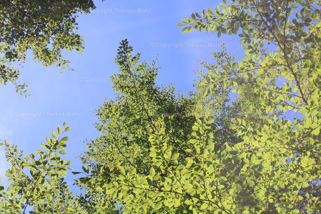 IMG_2331 | Naturpuls - Realisiert mit Pictrs.com