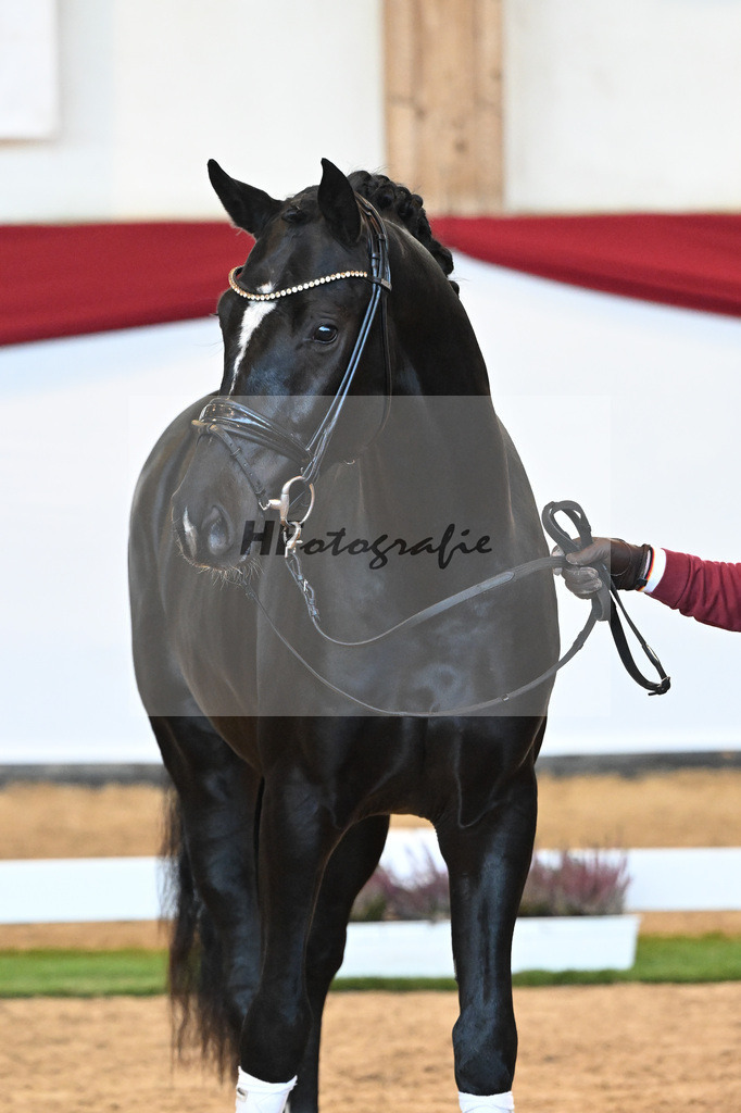 Kat-Nr. 39 Iron x Fuerst Romancier_Gerdes_47240968 | hf-fotografie - Realizzato con Pictrs.com