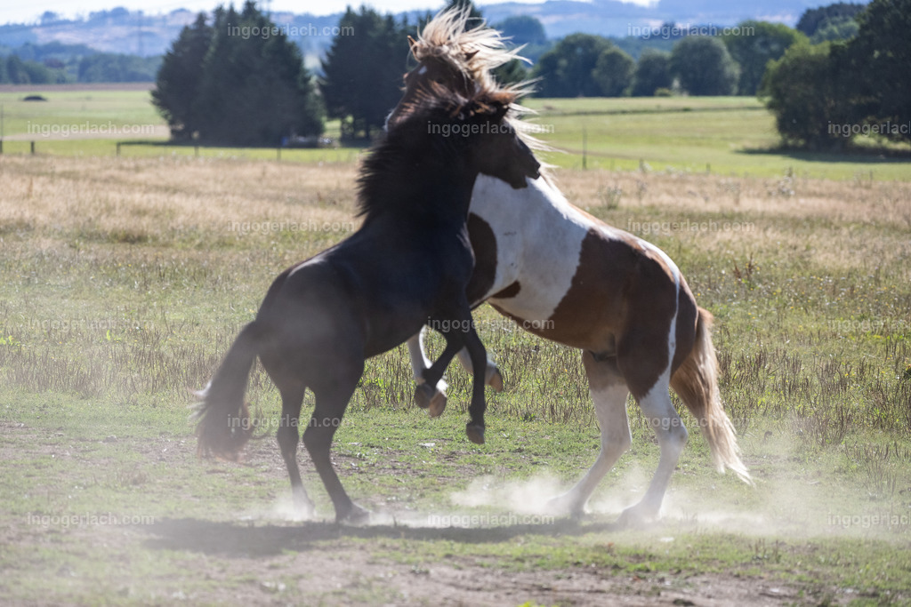 kämpfende Islandhengste | Ingo Gerlach