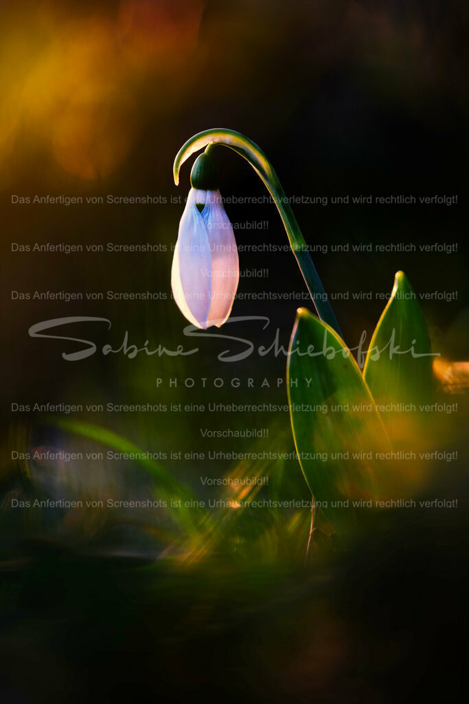 Wandbild Schneeglöckchen im Morgenlicht | #Schneeglöckchen sind kleine weiße #Blumen, die im späten #Winter oder frühen #Frühling blühen. Sie sind bekannt für ihr zartes Aussehen und gelten oft als Symbol für Hoffnung und #Erneuerung. #Schneeglöckchen sind in #Gärten und #Wäldern in ganz #Europa verbreitet. - Realisiert mit Pictrs.com