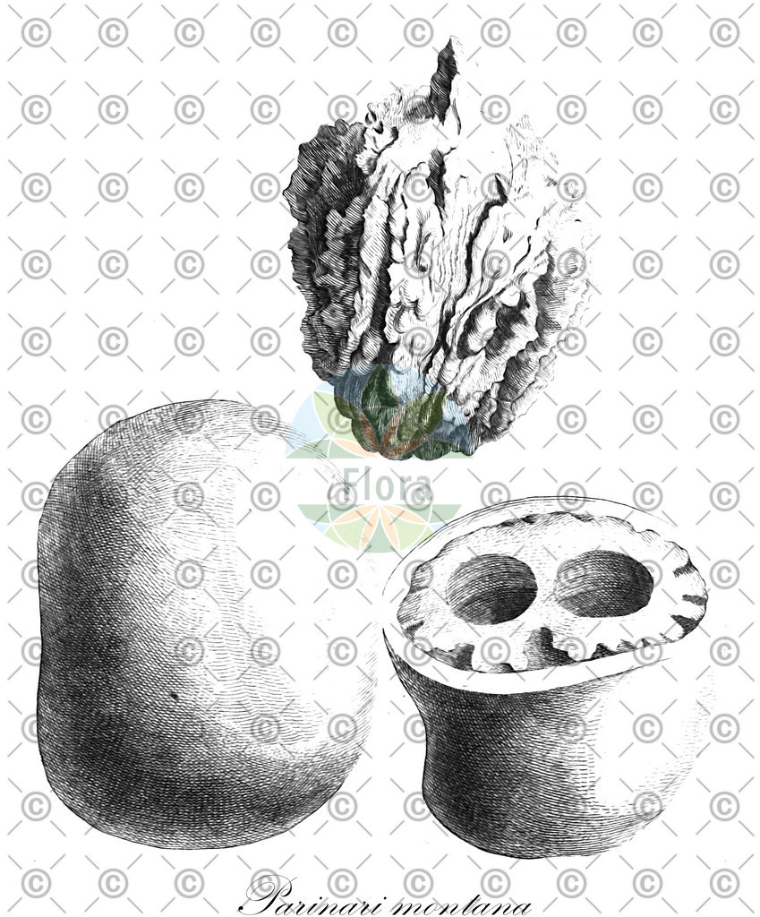 HistAbb_4124_1_SIMPLE | Historische Abbildung von Parinari montana - Chrysobalanaceae | Historical Illustration of Parinari montana - Chrysobalanaceae