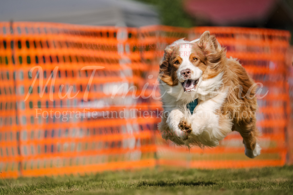 20250928_Hunderennen-551 | MuT (Mensch und Tier) mit Mona - Fotografie und Tierkommunikation - Realisiert mit Pictrs.com