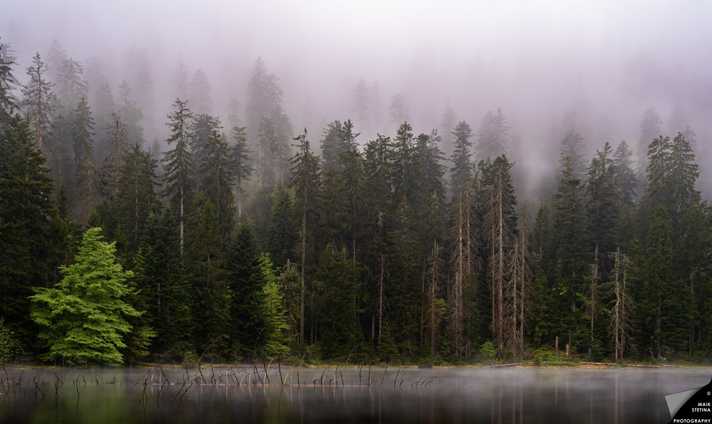 Misty Forest Reflections in Tranquil Lake | A serene scene of a misty forest with lush green trees reflected in a calm lake. The atmosphere is tranquil and ethereal, with soft fog enveloping the towering pines, creating a peaceful natural retreat. - Realisiert mit Pictrs.com