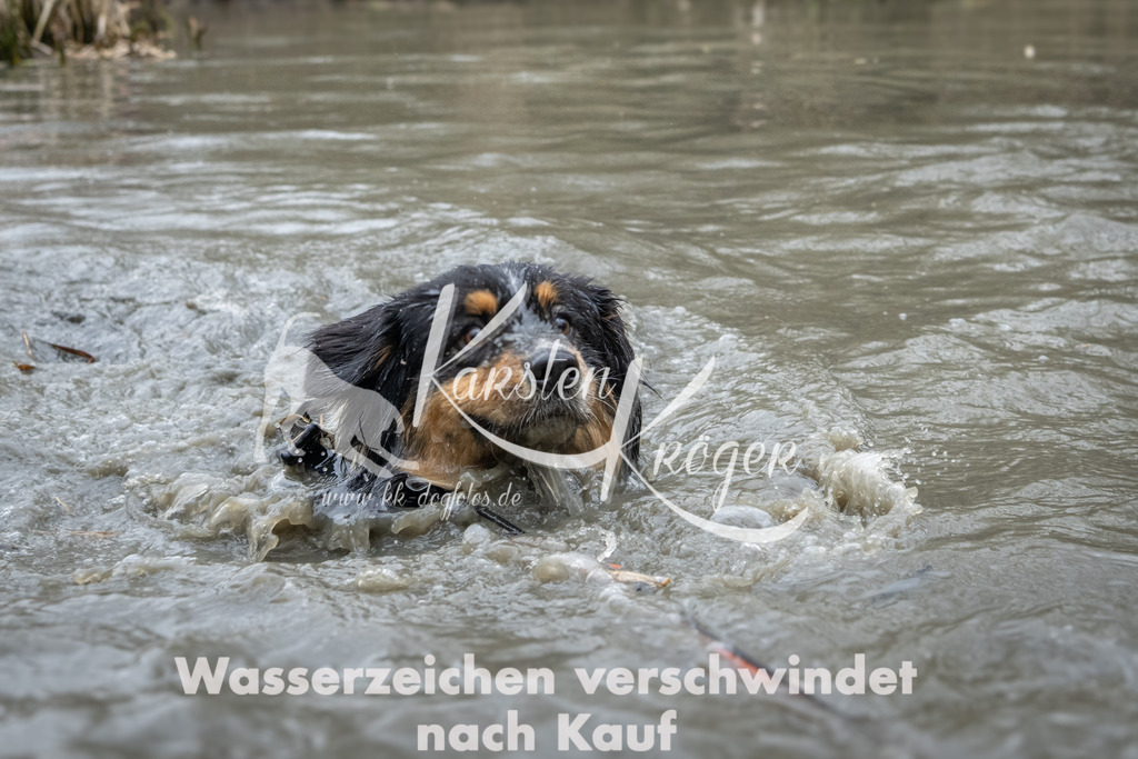 1102_ZZ94994 | kk-dogfotos