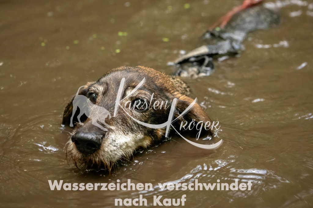 1224_ZZ94572-Bearbeitet | kk-dogfotos