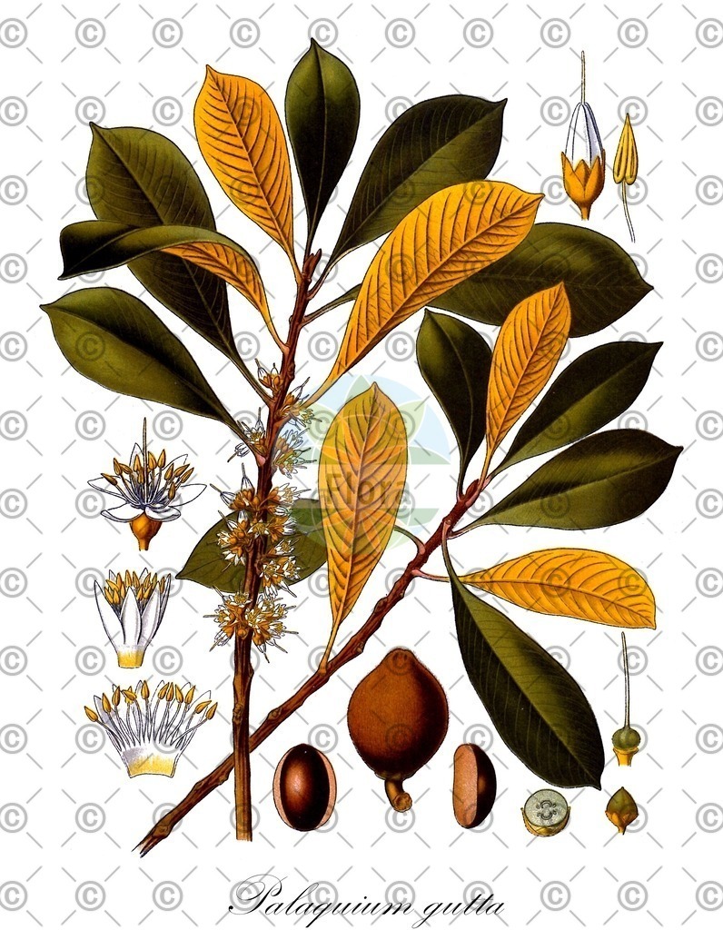 HistAbb_wfo-0001272994_1_ENZY_Simple | Historische Abbildung von Palaquium gutta - Sapotaceae | Historical Illustration of Palaquium gutta - Sapotaceae