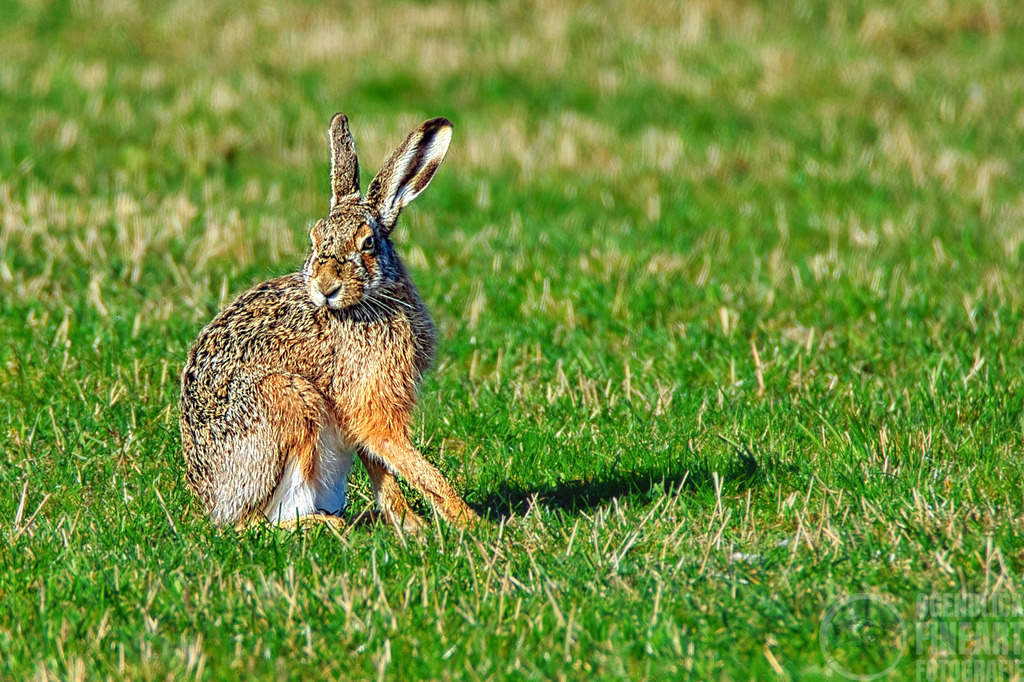 Hase_alleine-4 | Björn Thiemann; Ogenblick.de; Fotografie; Photograph; Landscape, Pellworm, Schleswig-Holstein; Inselfotograf; Inselfotografien; Wattenmeer; National-Park; Naturschutzgebiet; Leuchtturm; Lighthouse; Leinwandbilder; Kalender; Pellworm Kalender;  - Realisiert mit Pictrs.com