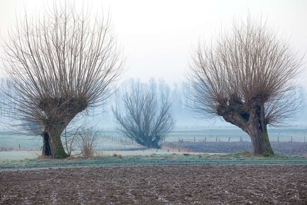 220226-026 | Europa, DEU, Deutschland, Nordrhein-Westfalen, Niederrhein, Xanten, Naturschutzgebiet Bislicher Insel, Typische Landschaft, Typische Kopfbaeume, Morgenstimmung, Dunst, Natur, Umwelt, Landschaft, Jahreszeiten, Stimmungen, Landschaftsfotografie, Landschaften, Landschaftsphoto, Landschaftsphotographie, Wetter, Wetterelemente, Wetterlage, Wetterkunde, Witterung, Witterungsbedingungen, Wettererscheinungen, Meteorologie, Wettervorhersage, Die Bislicher Insel liegt zwischen Ginderich und Xanten im Kreis Wesel und ist eine der wenigen noch vorhandenen Auenlandschaften in Deutschland.

[Fuer die Nutzung gelten die jeweils gueltigen Allgemeinen Liefer-und Geschaeftsbedingungen. Nutzung nur gegen Verwendungsmeldung und Nachweis. Download der AGB unter http://www.image-box.com oder werden auf Anfrage zugesendet. Freigabe ist vorher erforderlich. Jede Nutzung des Fotos ist honorarpflichtig gemaess derzeit gueltiger MFM Liste - Kontakt, Uwe Schmid-Fotografie, Duisburg, Tel. (+49).2065.677997, ..archiv@image-box.com, www.image-box.com] - Realisiert mit Pictrs.com