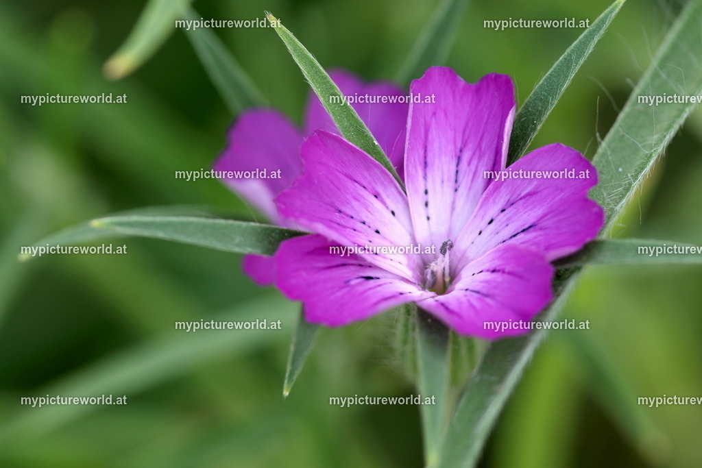 Kornrade-007 | Das Bilderarchiv über Tiere, Planzen und Landschaften. In der Bilddatenbank finden Sie ein große Auswahl an hochwertigen Bilder für Ihre Werbung - Realized with Pictrs.com