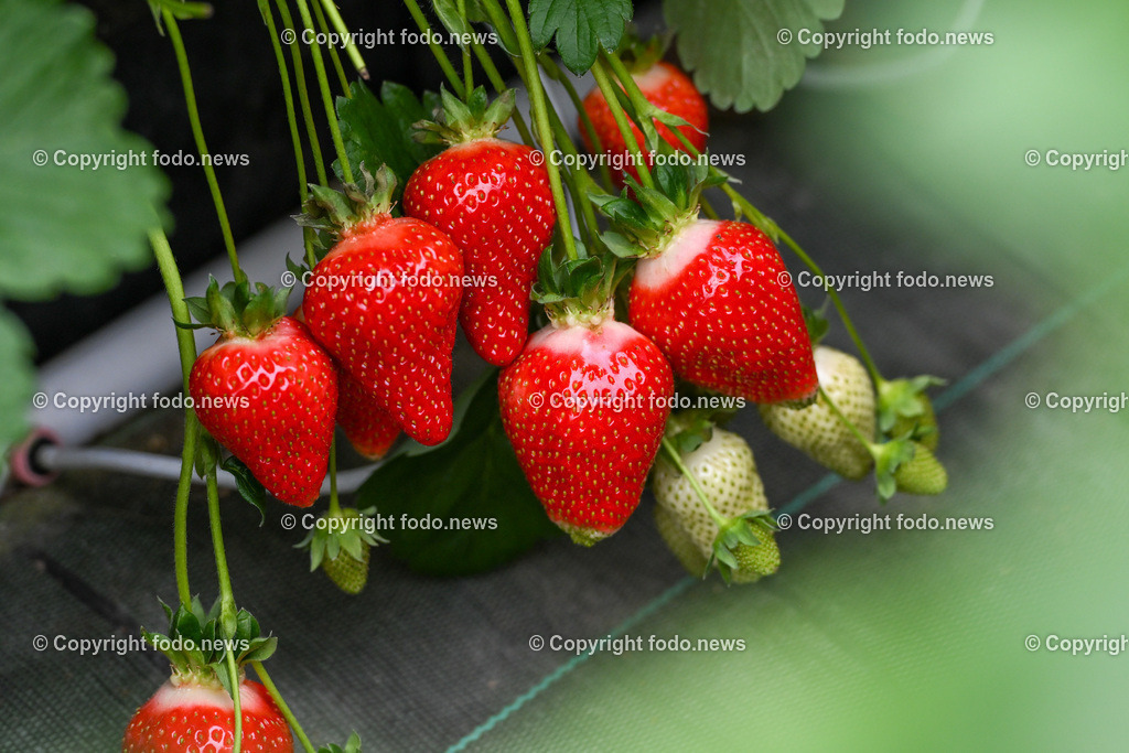 Erdbeeren Lehner_ Haag_ 17.05.2023-11 | 17.05.2023, Haag, AUT, Erdbeeren Lehner, im Bild Lukas Lehner am Erdbeerfeld im Folientunnel bei der Ernte
