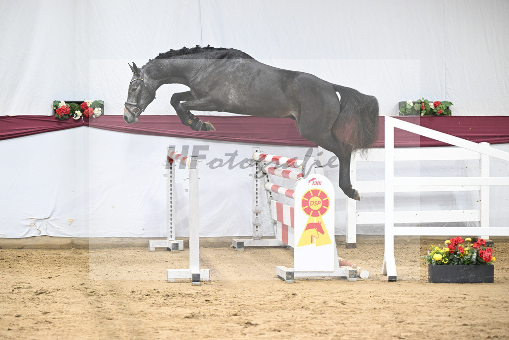 Kat-Nr. 9 Charthago Blue x C-Indoctro_ECS Livestock BV_47253324 | hf-fotografie - Realisiert mit Pictrs.com