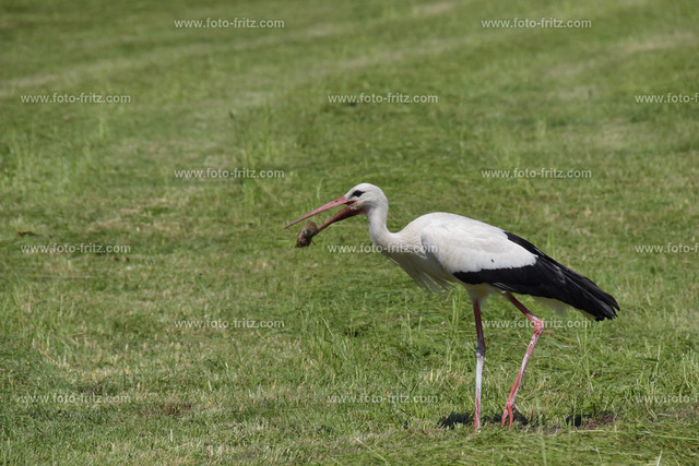 JUN_5371 | www.foto-fritz.com - Realisiert mit Pictrs.com