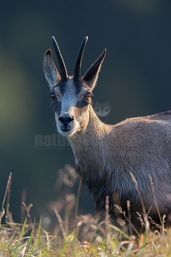20210725063918 | Die Gämse (Rupicapra rupicapra), in der Jägersprache mit Gams oder Gamswild bezeichnet, ist eine in Europa und Kleinasien beheimatete Art der Ziegenartigen. Zusammen mit der Pyrenäen-Gämse und weiteren Arten gehört sie zur Gattung der Gämsen (Rupicapra). - Realisiert mit Pictrs.com