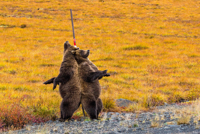 bear pole dance | An absolutely unforgettable moment during my 409 day trip through the Americas. When i woke up in my rooftop tent these two huge grizzlys were feeding on roots just around my car. i observed them for hours. And finally i got even more rewarded, as they scrached their backs on one of the roadside piles. - Realisiert mit Pictrs.com