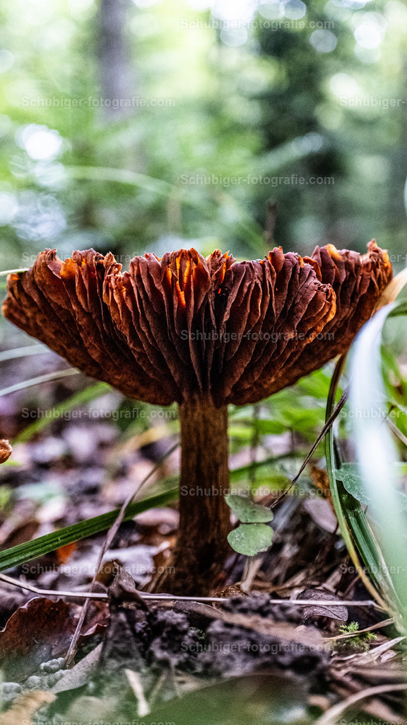 Goldgelben Rauhkopf Pilz | Goldgelben Rauhkopf Pilz - Realisiert mit Pictrs.com