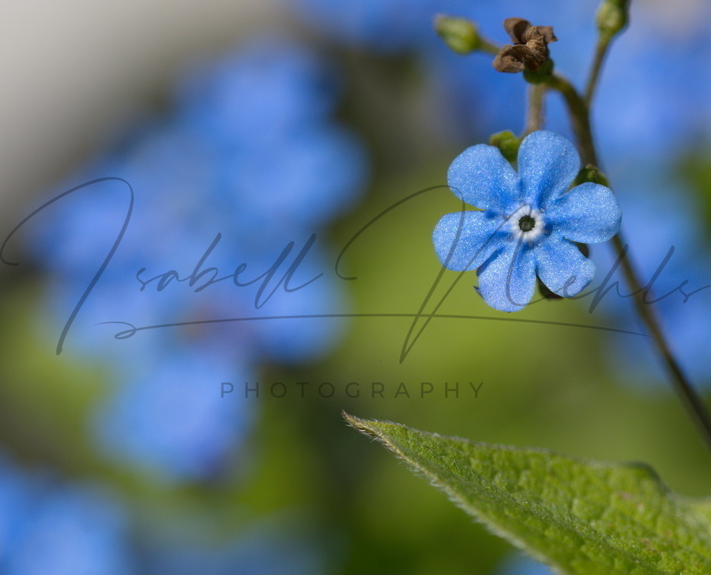 010_VergissMeiNicht_blau | i-n-photography - Realisiert mit Pictrs.com