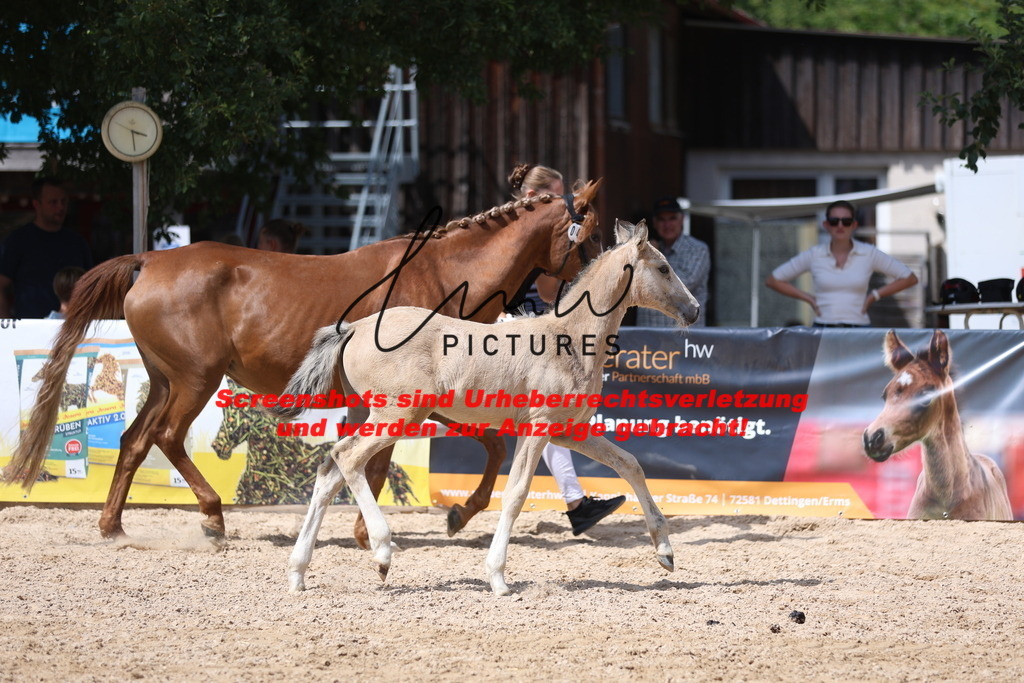 Fohlenschau_Schwäbisch_Hall_Ponys_KN 45_12 | lmwpictures - Realisiert mit Pictrs.com