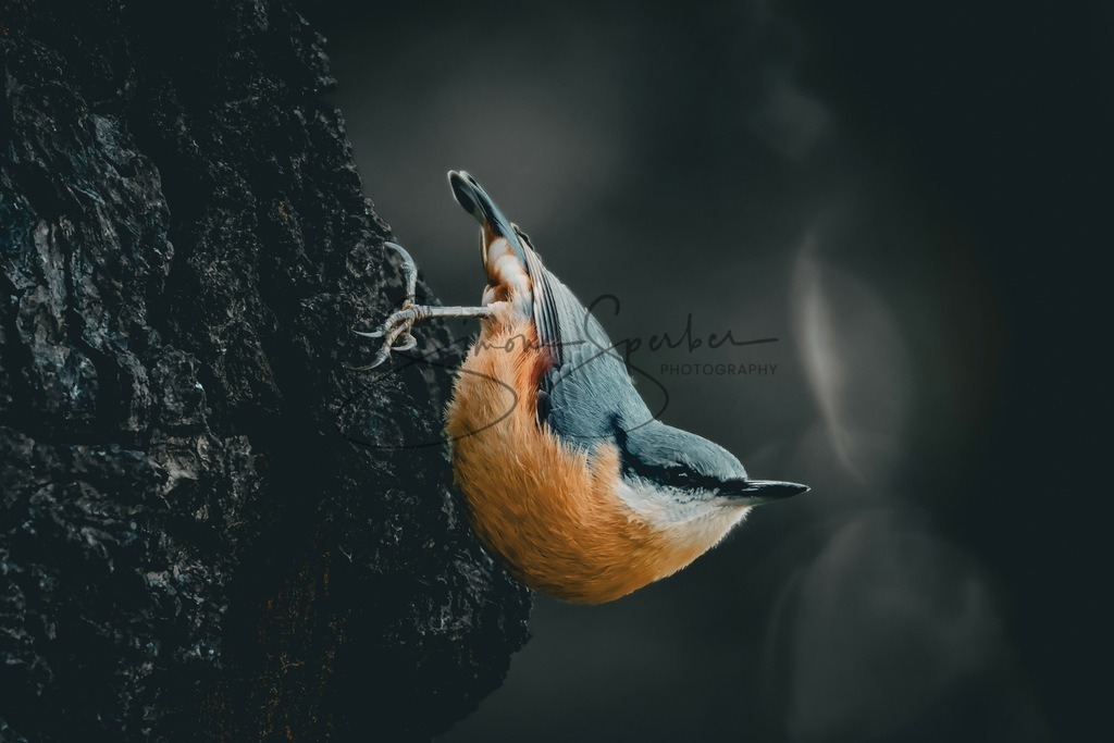 Kleiber | Simone Sperber, svb-photography,Fotografin,Bilddesignerin,Naturfotografie,Macrofotografie,Tierfotografie,Wildtierfotografie,Ausstellungen,Auftragsfotografie,Kunst,Art,Photographer,Shootings,Bildberatbeitung,Galerie,Shop