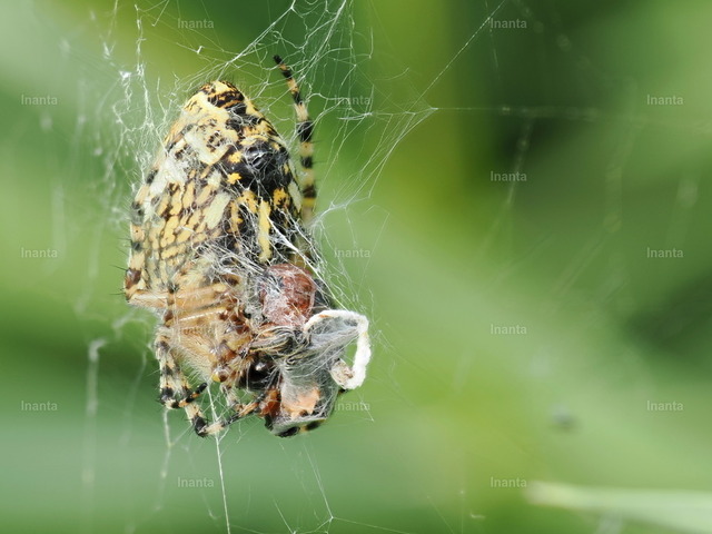 Echte Eichenblattspinne | Inanta - Realisiert mit Pictrs.com