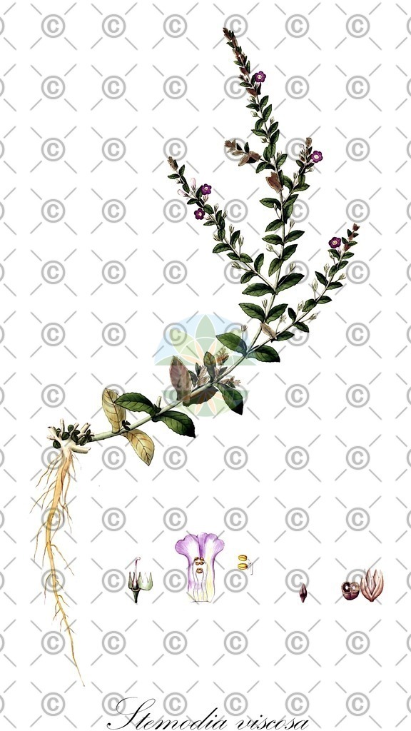 HistAbb_wfo-0000170871_1_ENZY_Simple | Historische Abbildung von Stemodia viscosa - Plantaginaceae | Historical Illustration of Stemodia viscosa - Plantaginaceae