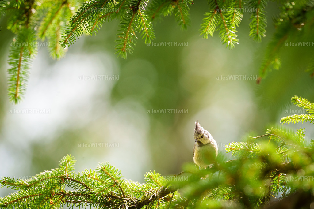 Daniel Wirth - www.allesWIRTHwild.de - Harz - 7IV07589 | Entdecke die faszinierende Welt der Natur- und Wildlife-Fotografie von Daniel und Bärbel. Inspirierende Bilder von wilden Tieren und kleinen Naturwundern.