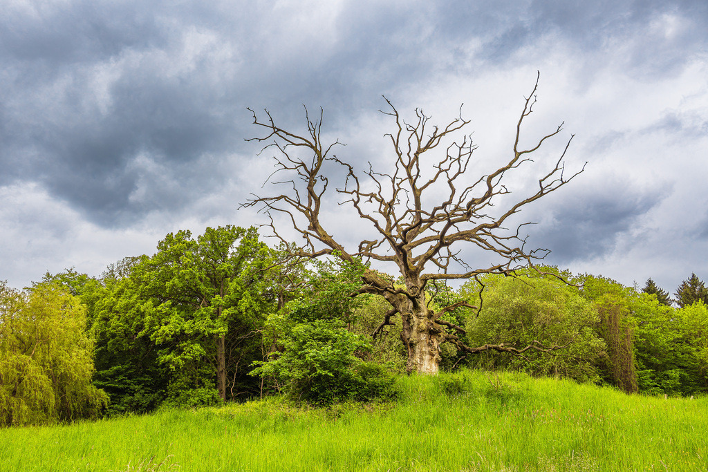 Landschaft mit Wiese und Bäumen bei Kuchelmiß | Landschaft mit Wiese und Bäumen bei Kuchelmiß.