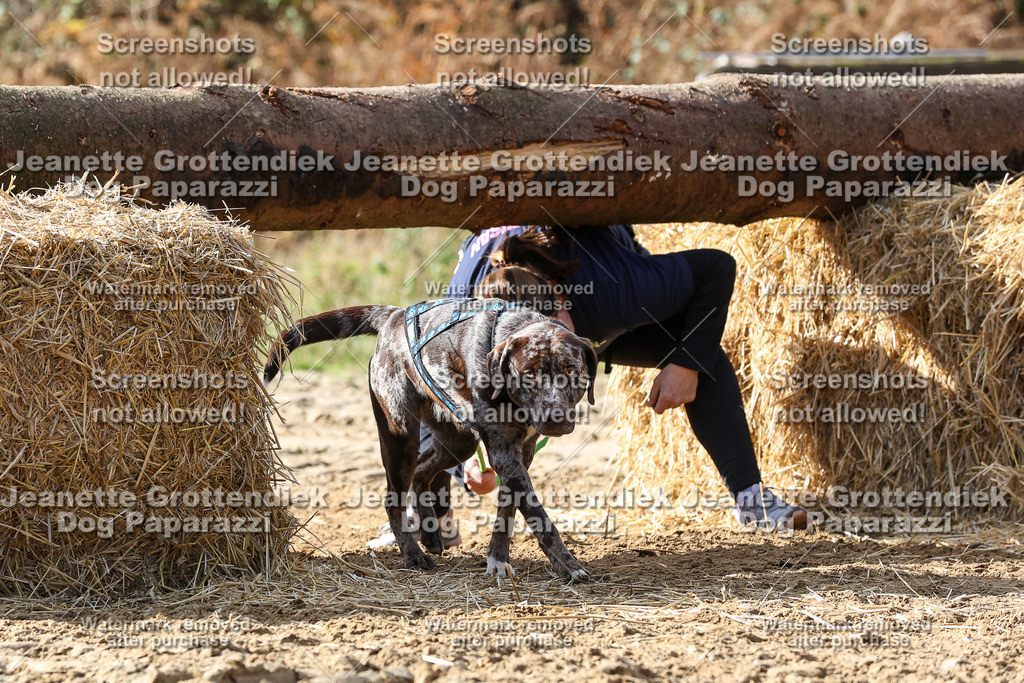 Dog Paparazzi - Strongdog 10-25-5307 | Dog Paparazzi Jeanette Grottendiek Fotografie & Videografie - Realisiert mit Pictrs.com