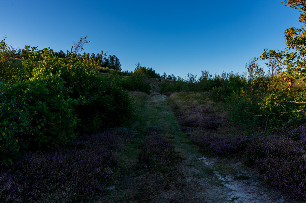 IMGP0484 | Naturpark Thy - Realisiert mit Pictrs.com